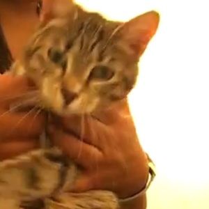 Meet your Posher, Yangchen